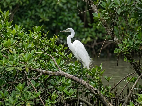 Great White Egret