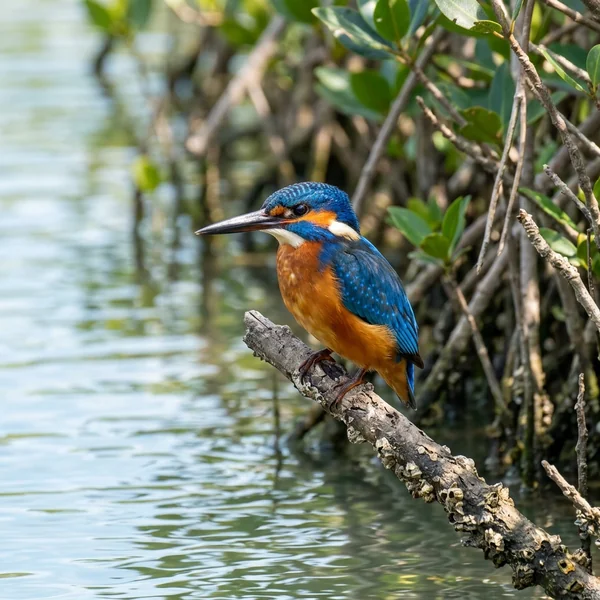 Kingfisher